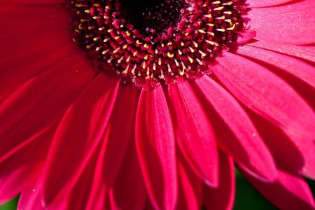 Gerbera flower closeupの写真素材