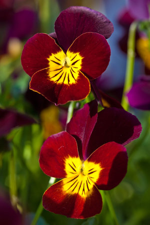 Viola flowersの写真素材