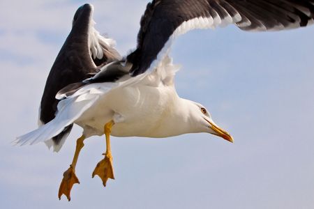 Seagull's flight on sunny day, with blue skyの写真素材