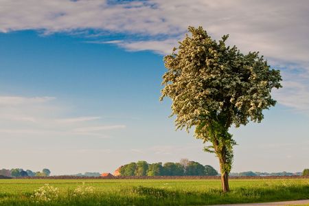 Countryside with blossoming tree in the morningの写真素材