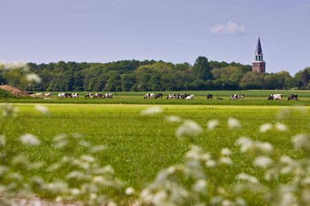 Countryside with church and cows in a meadowの写真素材