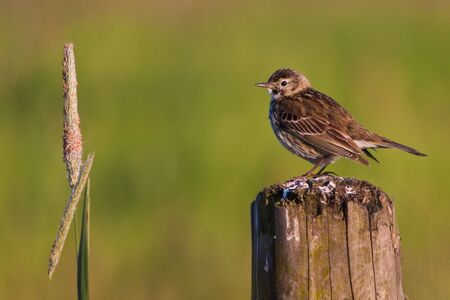 Small bird pipit on a stanchionの写真素材