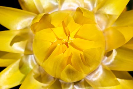 Yellow dry flower in closeup lit by the sunの写真素材