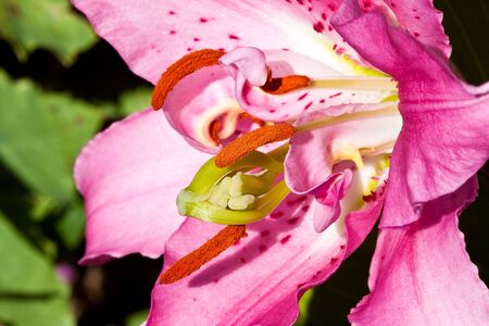 Heart of a lily flower as closeup lit by the sunの写真素材