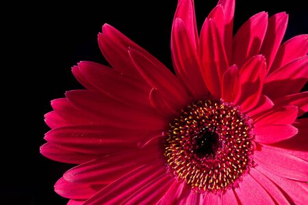 Gerbera flower closeup against black backgroundの写真素材