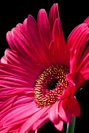 Gerbera flower closeup against black backgroundの写真素材
