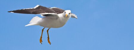 Seagull's flight on sunny day, with blue skyの写真素材