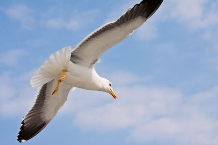 Seagull's flight on sunny day, with blue skyの写真素材