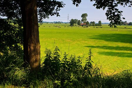 Countryside with farm and grazing cows on a grasslandの写真素材