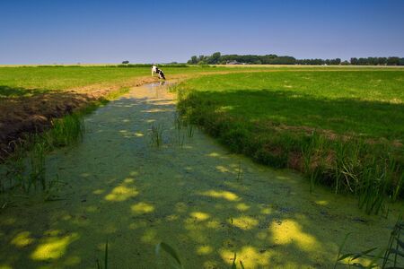 Countryside with farm and cows on a grassland with a creekの写真素材