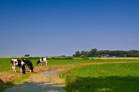 Countryside with farm and cows on a grassland with a creekの写真素材