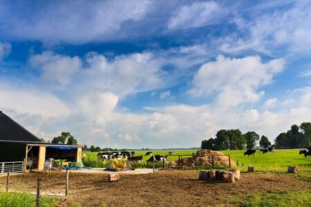 Countryside with farm, cows and a grassland against blue skyの写真素材