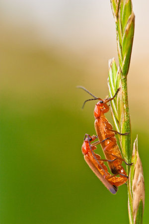 Common red soldier beetles mating on a grass blade