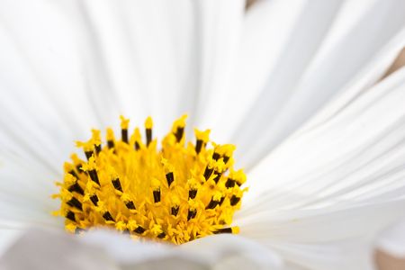 Heart of a sunflower as a closeupの写真素材