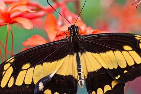 Butterfly sitting on a flower in spring timeの写真素材