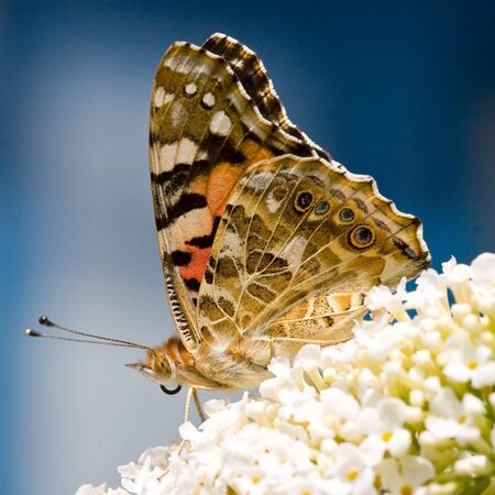 Butterfly sitting on a flower in spring timeの写真素材