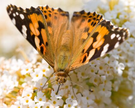 Butterfly sitting on a flower in spring timeの写真素材