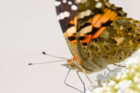 Butterfly sitting on a flower in spring timeの写真素材