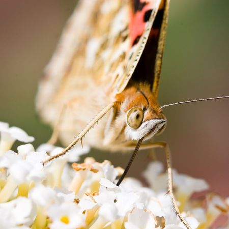 Butterfly sitting on a flower in spring timeの写真素材
