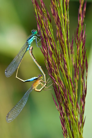 Mating wheel of two damselfly's hanging in the green grassの写真素材