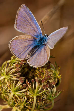 Butterfly sitting on a flower in spring timeの写真素材
