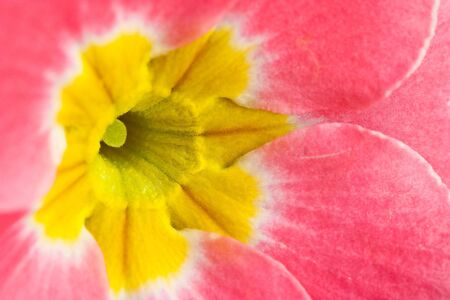 Heart of a primula flower as closeupの写真素材