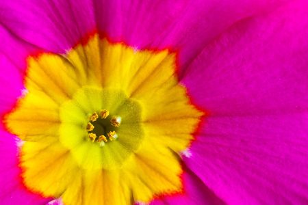 Heart of a primula flower as closeupの写真素材