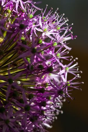 Purple allium union flower in closeup lit by the sunの写真素材