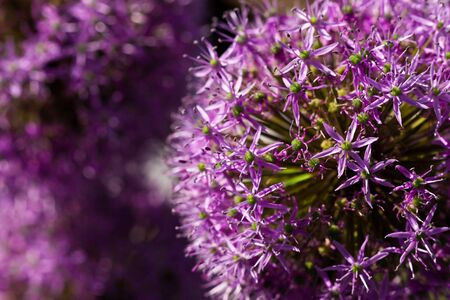 Purple allium union flower in closeup lit by the sunの写真素材