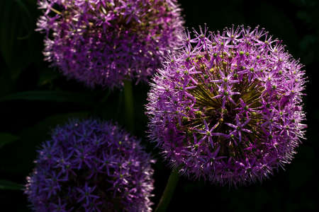 Purple allium union flower in closeup lit by the sunの写真素材