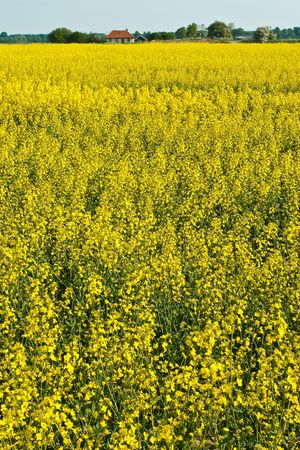 Rapeseed flower field in the countryside in spring timeの写真素材