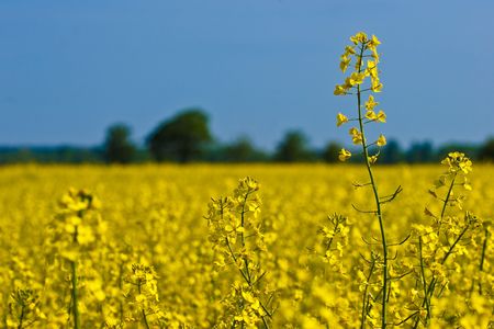 Rapeseed flower field in the countryside in spring timeの写真素材
