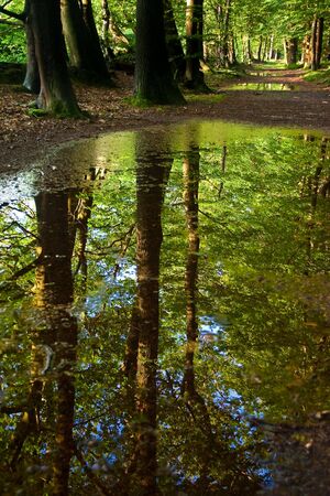 Muddy pool on the trail in the forrest after a rain showerの写真素材