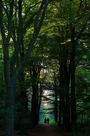 Two women walking the dog in the forest in the distanceの写真素材