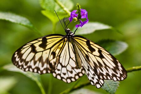 Butterfly sitting on a flower in spring timeの写真素材