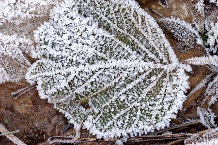 Hoar frost or soft rime on plants at a cold winter dayの写真素材