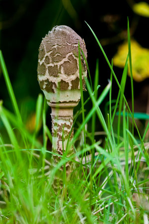 Fungi, mushrooms in a forest in autumnの写真素材