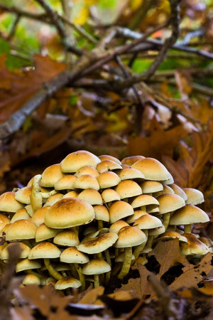 Fungi, mushrooms in a forest in autumn