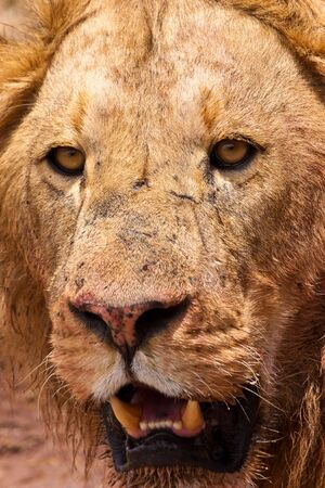 Male lion closeup of his big headの写真素材