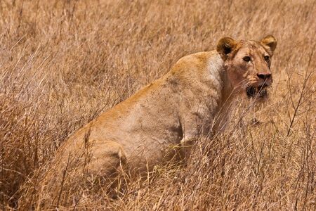 Female lion sitting in the dry yellow grassの写真素材