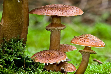 Fungi, mushrooms in a forest in autumnの写真素材