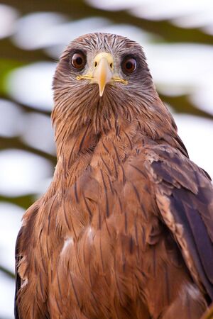 Black kite bird sitting in a palm treeの写真素材