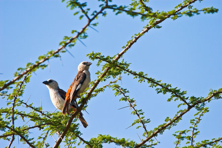 Two white chaffinch birds sitting in a tree on a branch