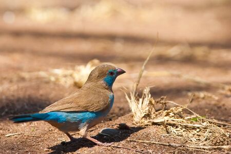 Blue cordon-bleu bird walking on the groundの写真素材