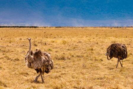 Male and female ostrich birds walking in a grasslandの写真素材