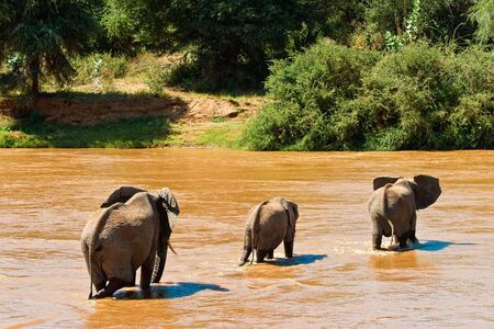 Elephant family crossing the brown riverの写真素材