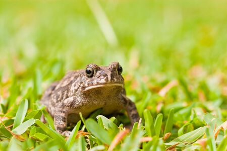 Striped frog sitting in the green grassの写真素材