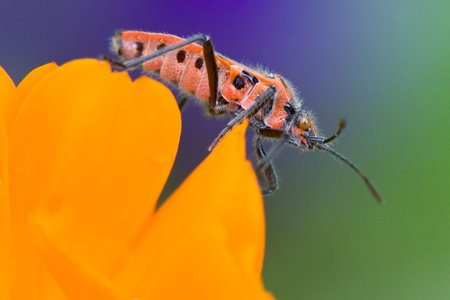 Black and red striped shield bug on a flower