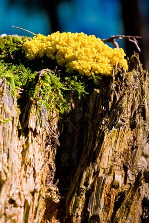 Yellow tinder fungi mushroom on a tree trunk lit by the sunの写真素材