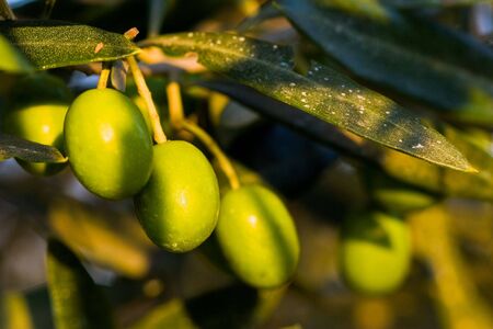 Three green olives hanging in the treeの写真素材